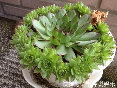 枯萎|多肉观音莲的叶子枯萎下垂,用这4招,翠绿茂盛不用再烦心
