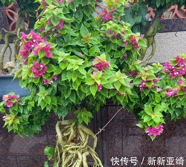 三角梅和长寿花不开花,“用这2招”,30天花开爆盆,叶绿无比