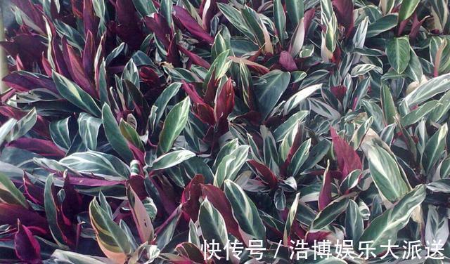 植物|房间里养什么花来几盆竹芋,新颖叶片大