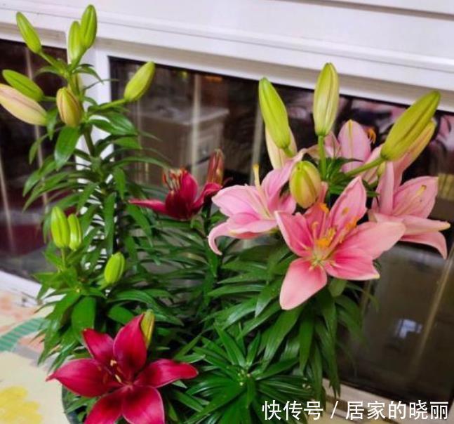 最受欢迎的4种花,个个开花漂亮,花朵硕大,养阳台满屋飘香