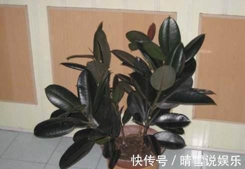 修剪|盆栽橡皮树，养护有诀窍，叶子亮的能发光，枝干粗壮，百搭盆栽