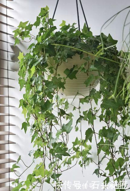 搬新家之前，一定要养“这6种花”，除“甲醛”效果好