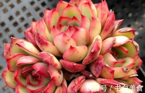 多肉宝丽安娜长期带红边,冬天稍微晒一下太阳叶片血红,你不养一棵吗?