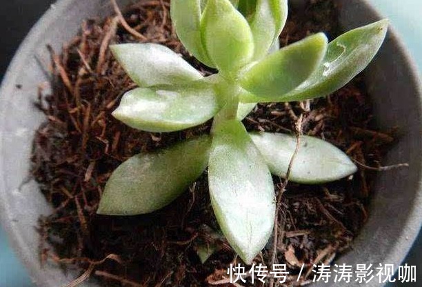 爱养花,却不会搭配盆土学学养花高手给出的方法,经济又实用