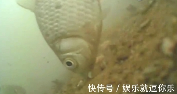 酒米|钓鲫鱼重在“诱”,窝料打太多实属浪费!看老钓友是怎么做的