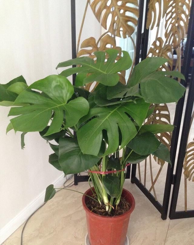 龟背竹叶片小、茎细怎么办简单1个方法,叶大油绿,窜到2米高