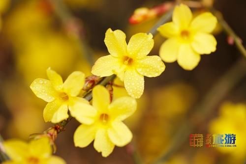 漫步北京春花烂漫:北京春游赏花指南之迎春花