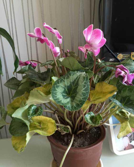 休眠期|4种“漂亮花”，5月要“剪花箭”，不剪光，很难度夏天