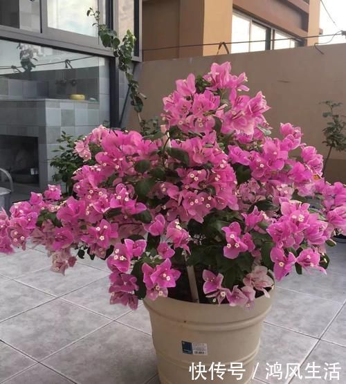 绯花玉|6种花就怕浇水多,水一多就不开花,少浇水反而开得旺!