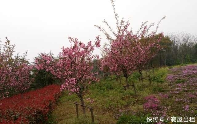 一树一树的花开，你是人间的四月天