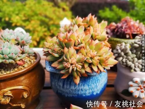 养多肉，满足4个条件，上色快长满盆，人人见了都夸美