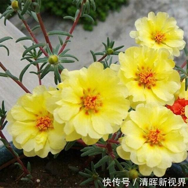 扦插|种了太阳花，试试扦插，一棵种出30棵，一盆开花几十朵，美极了！