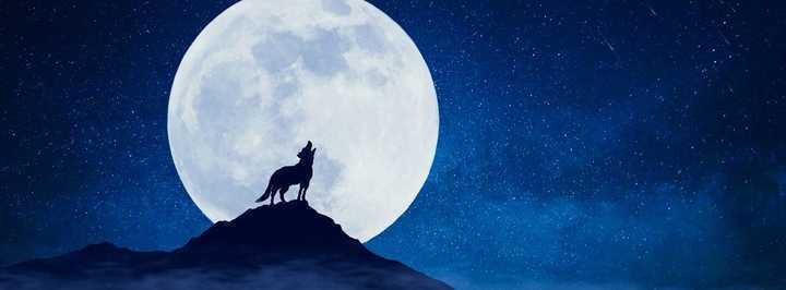 动物$黄鼠狼会给鸡“拜年”,月圆之夜还会拜月,真这么神奇?想多了