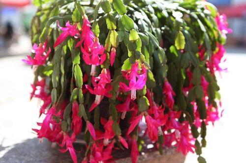 老花农都喜欢的2种花,好看好养又省心,还能大量繁殖变多盆!