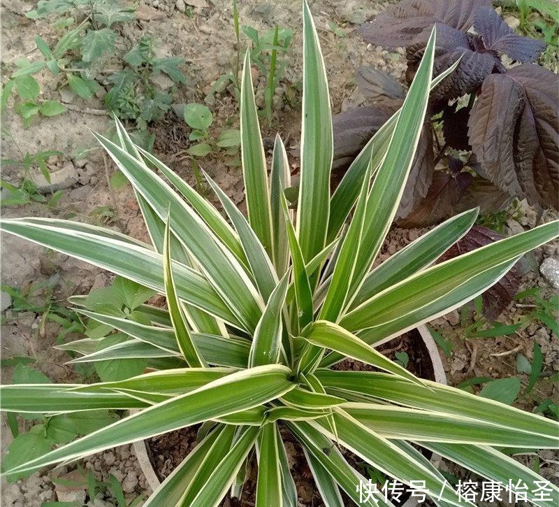 吊兰|养吊兰,一年四季只用2招,叶片3厘米宽,叶片长得又密又绿!