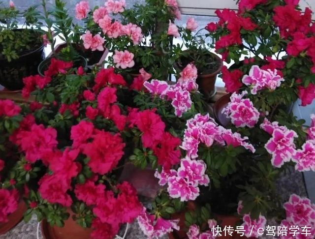 公认难养的6种花,新手慎买,养不活还浪费钱!