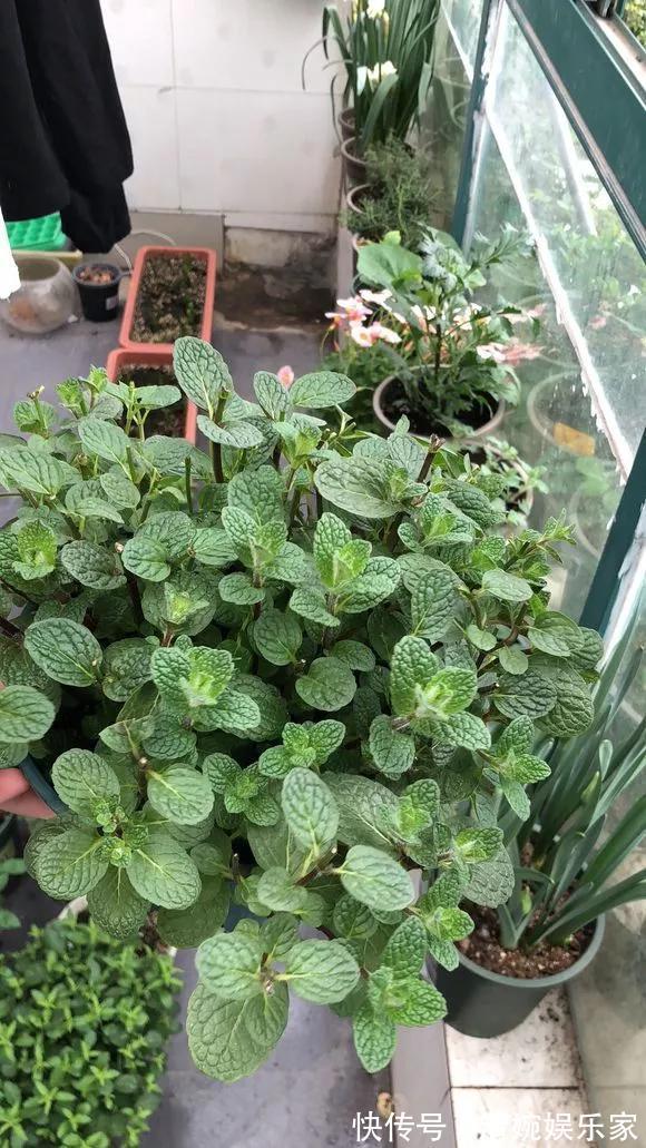 咋“折腾”都不死的4种花，越修剪越旺，很难养死