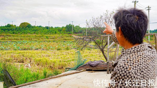 肖茗予|连续飘香300多年 武汉最老的桂花“爷爷”在这个宝藏村落