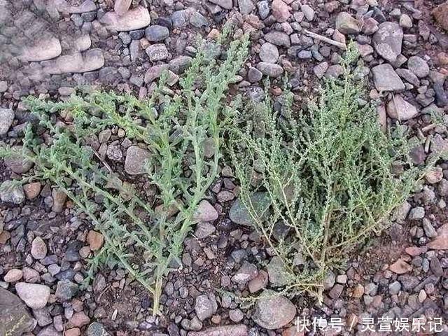 野菜|最高可长1米，一茬可割4次，含钙量超过牛奶，包饺子超美味