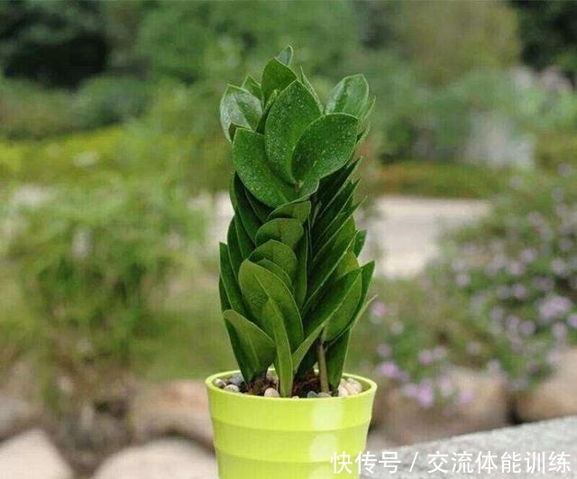 金钱树浇水按照这个方法来,黄叶少,根茎粗壮!