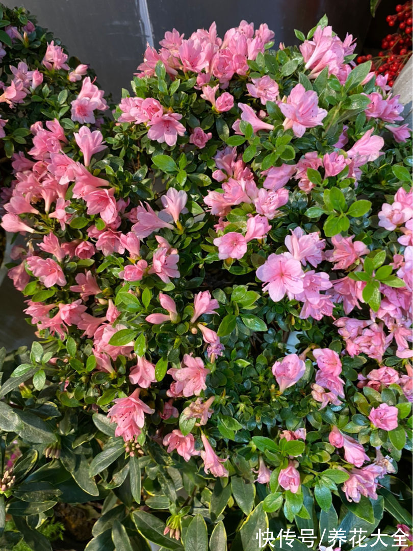 5种矫情花,不能干,不能湿,实在是娇气