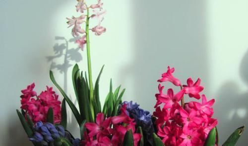 多肉|多肉，懒人花友的“心头好”，上班族的“小萌宠”，好看又好养