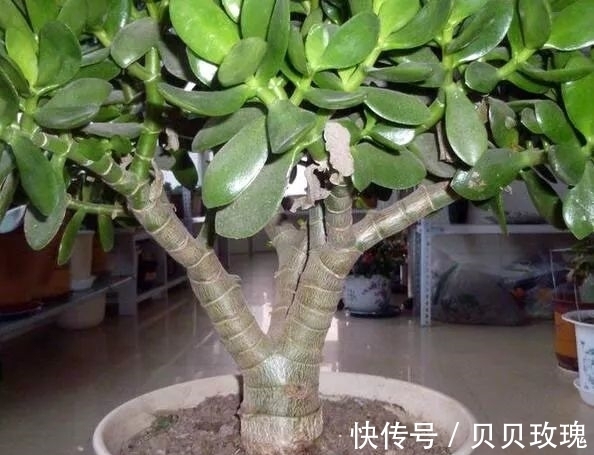 长寿花不好养,这样嫁接,以后不烂根,不黑腐,花开多爆盆