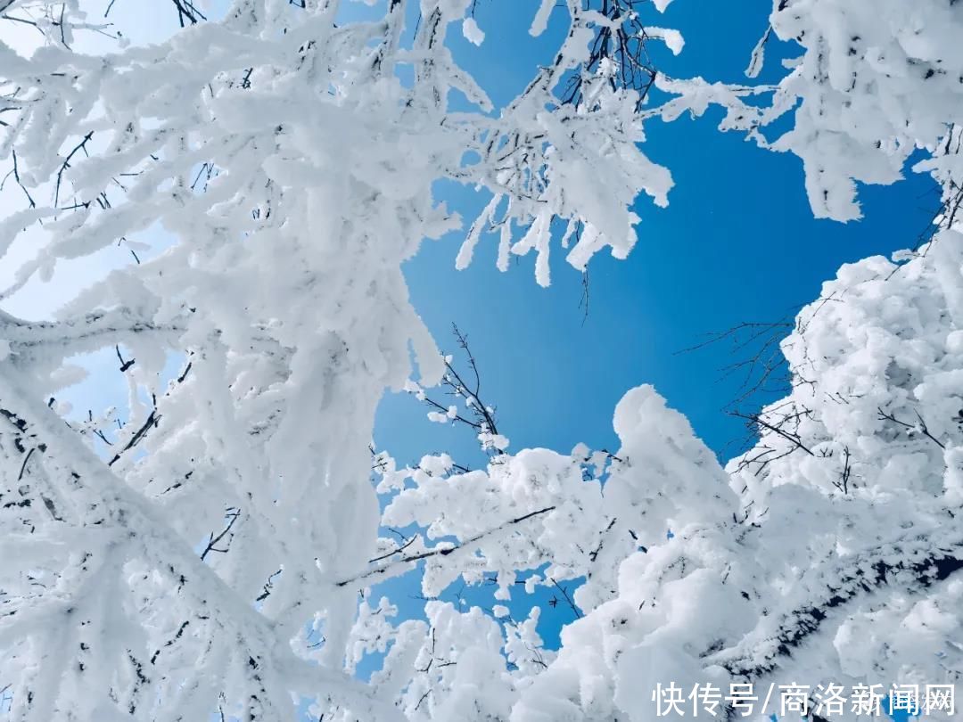 秦王|美！商州秦王山现冰雪树挂景观