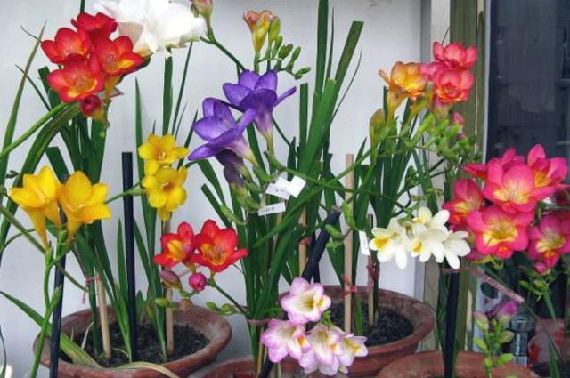 此花是公认“香水花”，周期短开花多，家中养1盆，瞬间档次提高