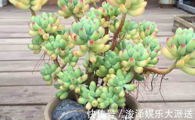 多肉长胡子了这是危险信号，赶紧挖出来看看！