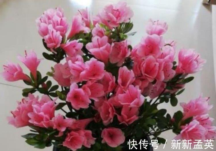 漂亮|4种花很爱开花,一养就“花开满盆”,漂亮又好养活!