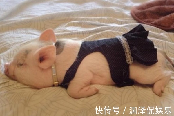 肖猪人|10个猪9个富，尤其是以下4个月出生的“福气猪”，看看你家有吗