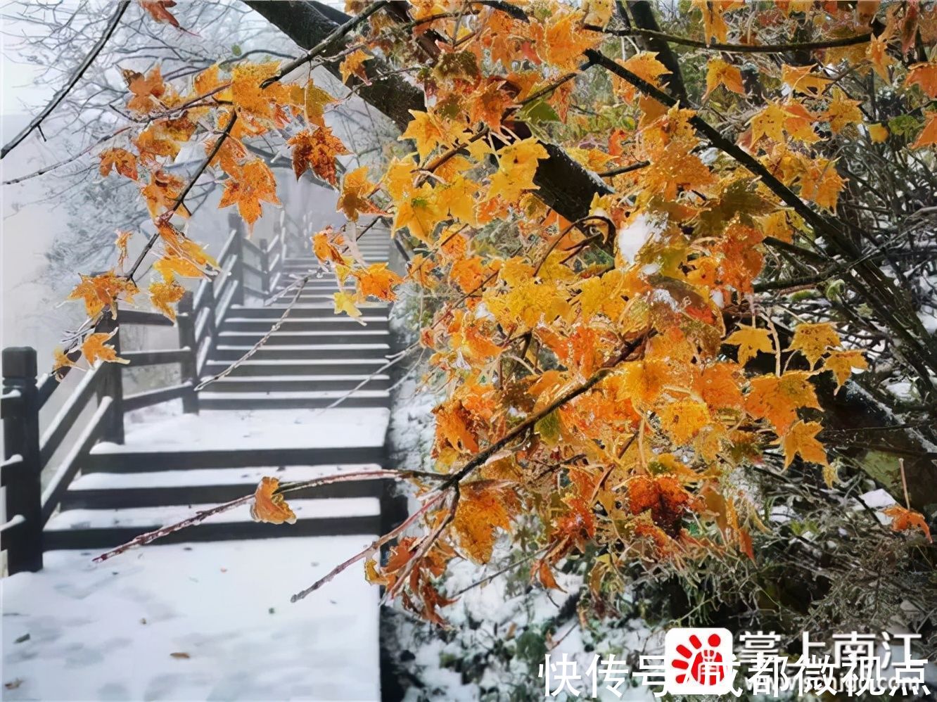 红叶|10月18日，一起去光雾山看红叶遇上白雪