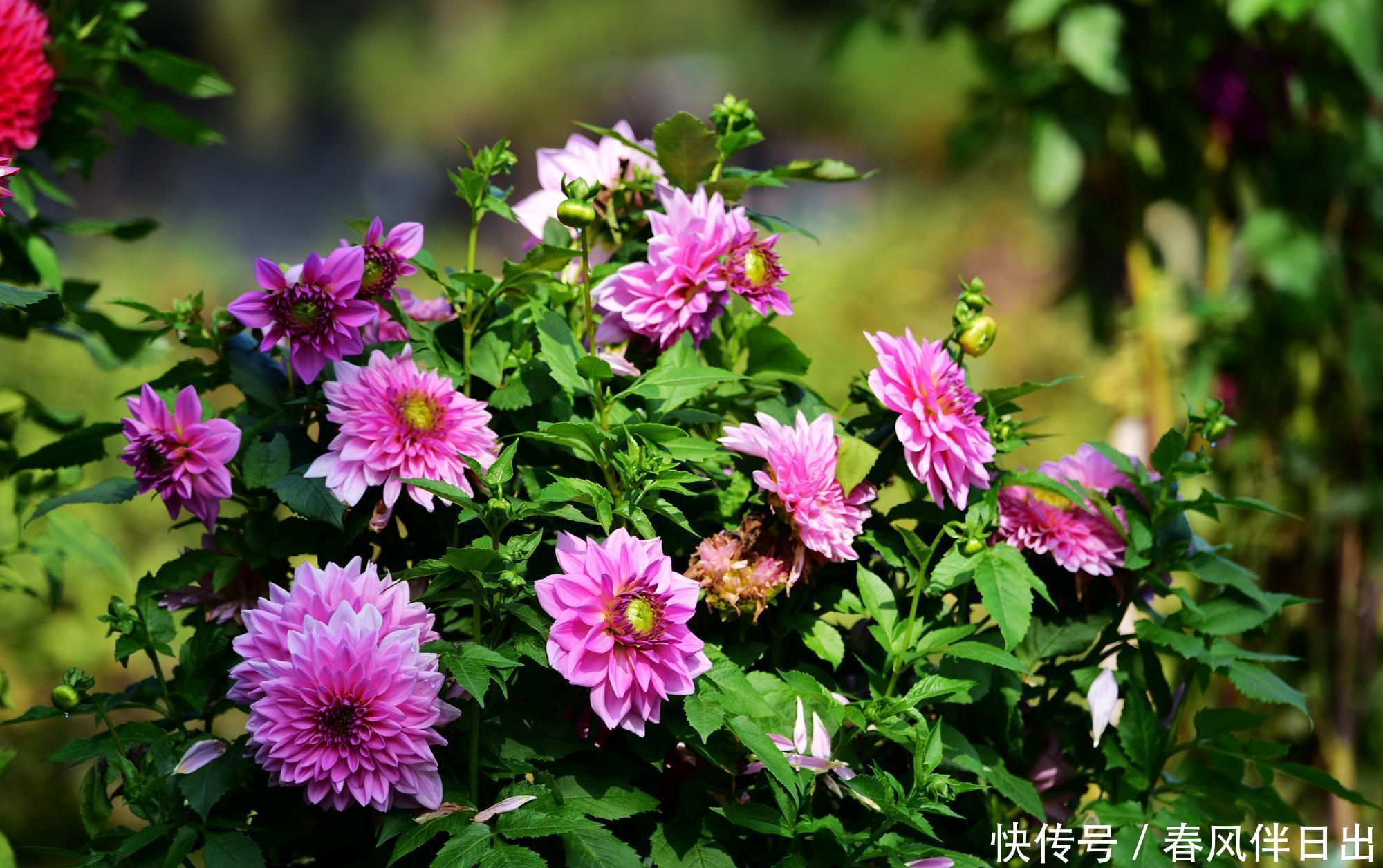 连开半年的花,花朵大姿态美,这个优质品种你养过吗?