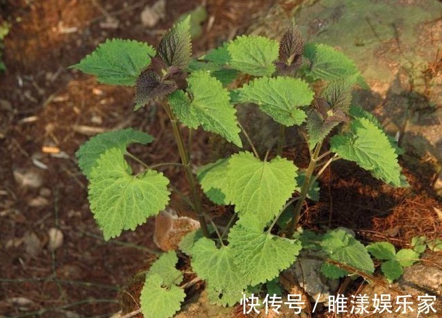 口臭|农村一种比香水还香的草，含一片叶子就能除口臭，还是上等高钙菜
