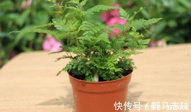 黄豆|什么啤酒、淘米水,在“它”面前弱爆了!用它浇花,浇什么活什么!