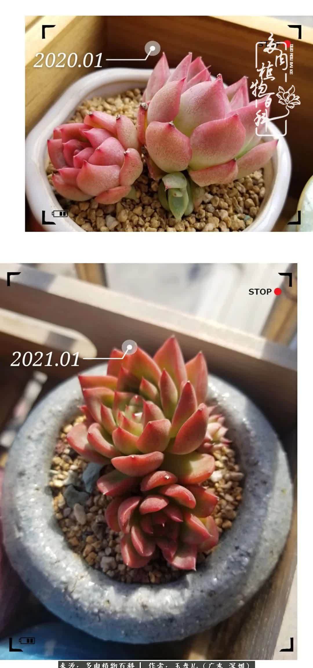 入坑一年半的新手养肉心得