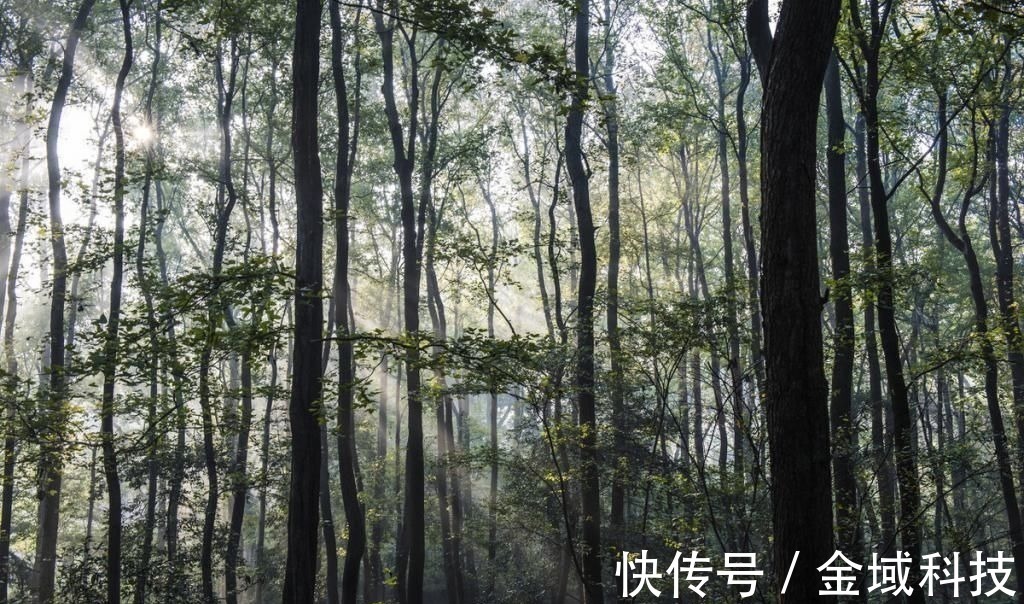 微雨&一首经典的咏雨诗,全诗无一个雨字,却句句写雨,淅沥沥下了千年