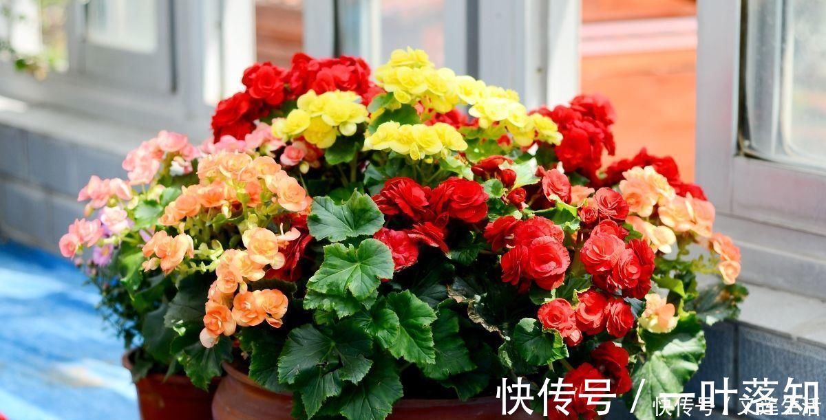 小花|这3种花碰上雨天要搬回家,一淋雨就烂根,再次复花不容易