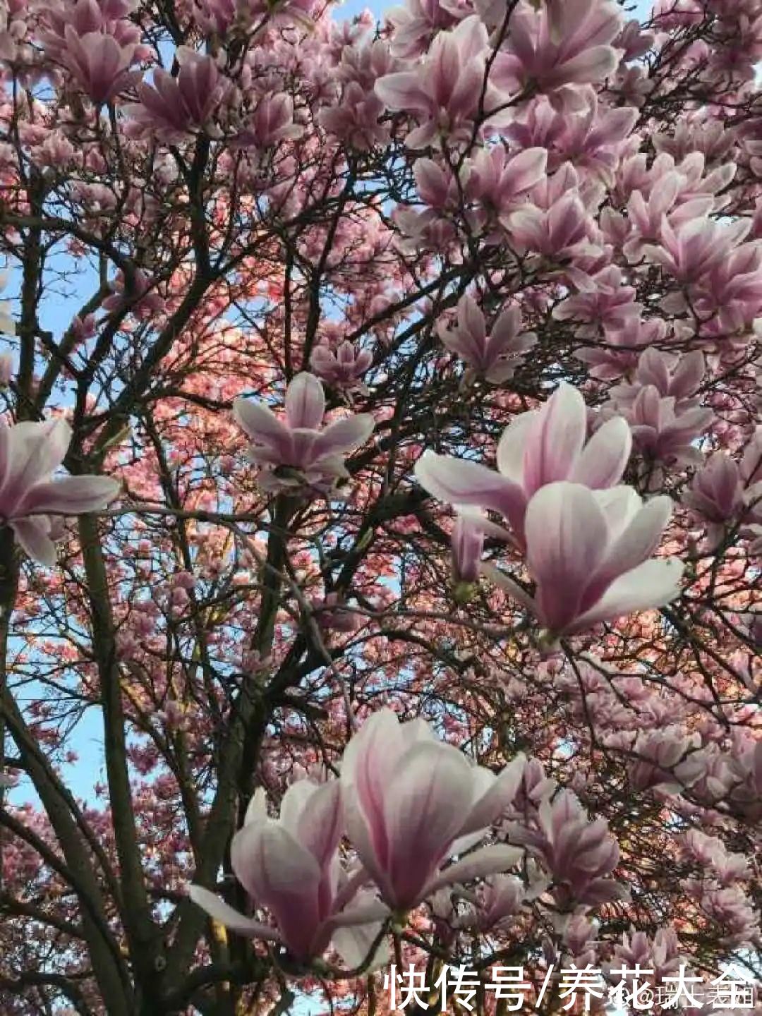 院子里种3种花，气质更高级，谁见都要夸