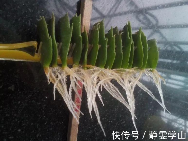 叶子|养护蟹爪兰,要注意8个要点,才能开出仙气飘飘花