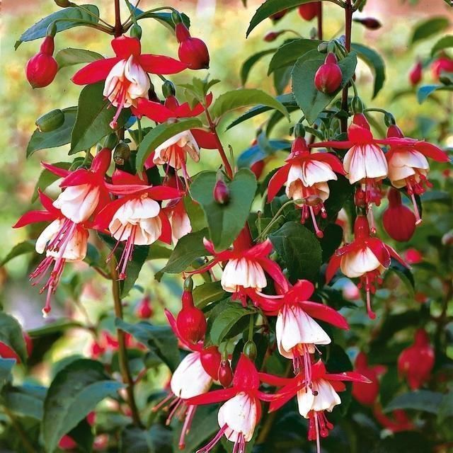 盆栽|夏天别买4种花,一拿回家就“掉花苞”,搞不好还烂根