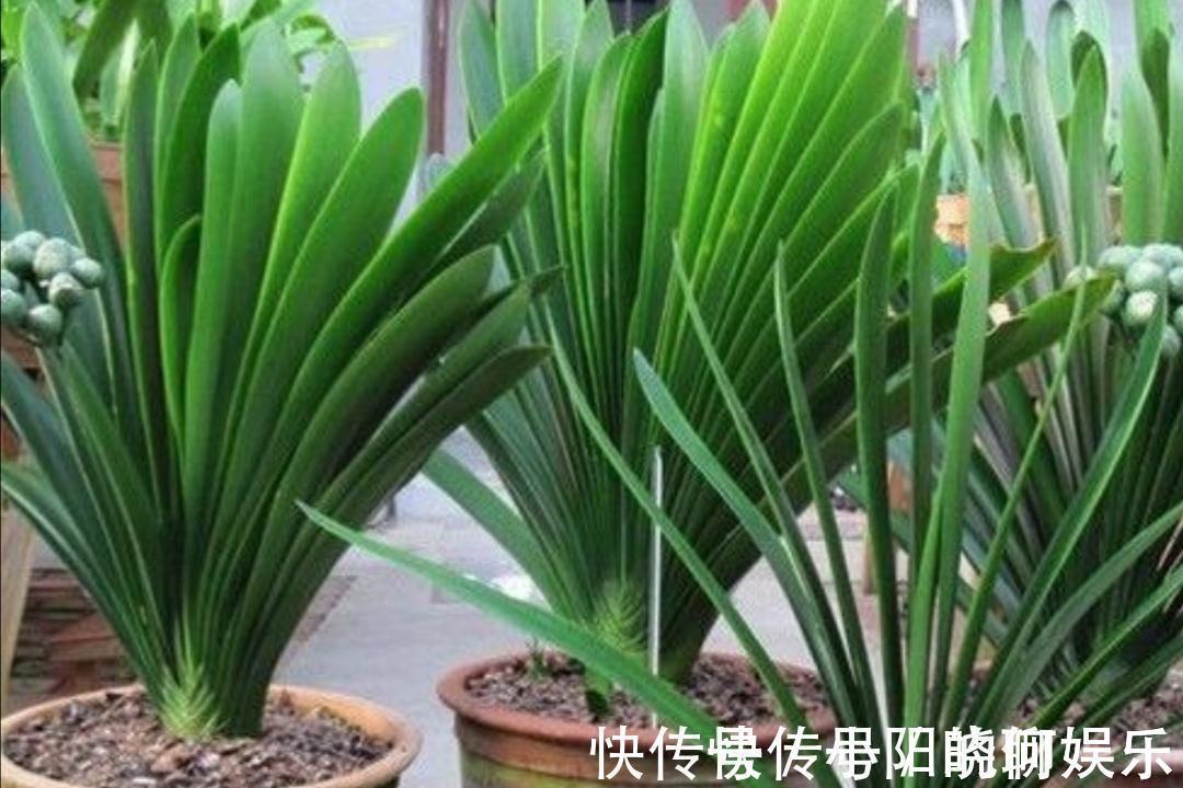 6种漂亮花,都有“好寓意”,喜欢的话养一盆,吉祥又大气