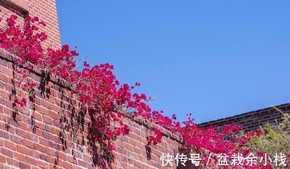 磷酸二氢钾|三点做不好,三角梅盛花期无花可开,好看的三角梅都是别人家的
