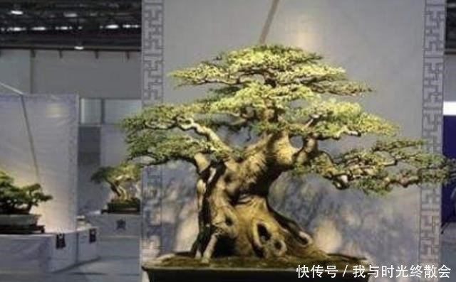 弹子|上万1棵的“盆景树”,养2盆“镇宅”,观赏价值也高,关键值钱!