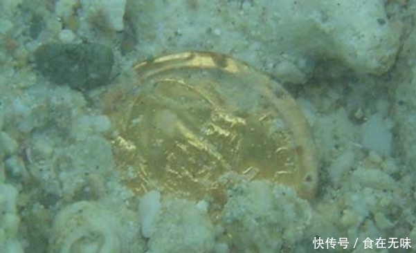 海底|几名潜水爱好者结伴下海游玩,因“海底金光”而收获大笔财富