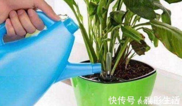 水壶|养花浇水容易“阴阳水”,教你3个小技巧,一次就浇透让花喝个够