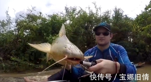 浑浊大河钓上一条黄黄的大鱼,是鲶鱼吗?能吃不?