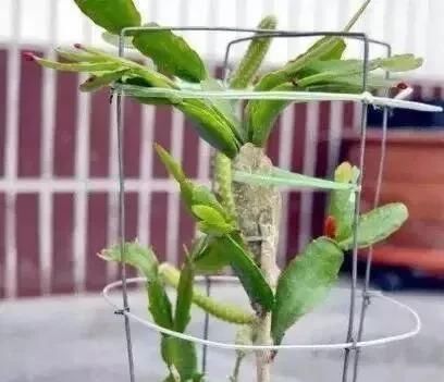 仙人掌|家庭养蟹爪兰,一个“小窍门”,不怕热,不怕冷,一年到头都开花