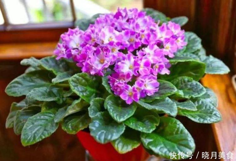 几种花卉美过玫瑰,一年四季花开不停,花开富贵华丽,多姿多彩